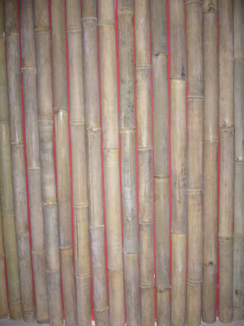 bambusz_falburkolas02